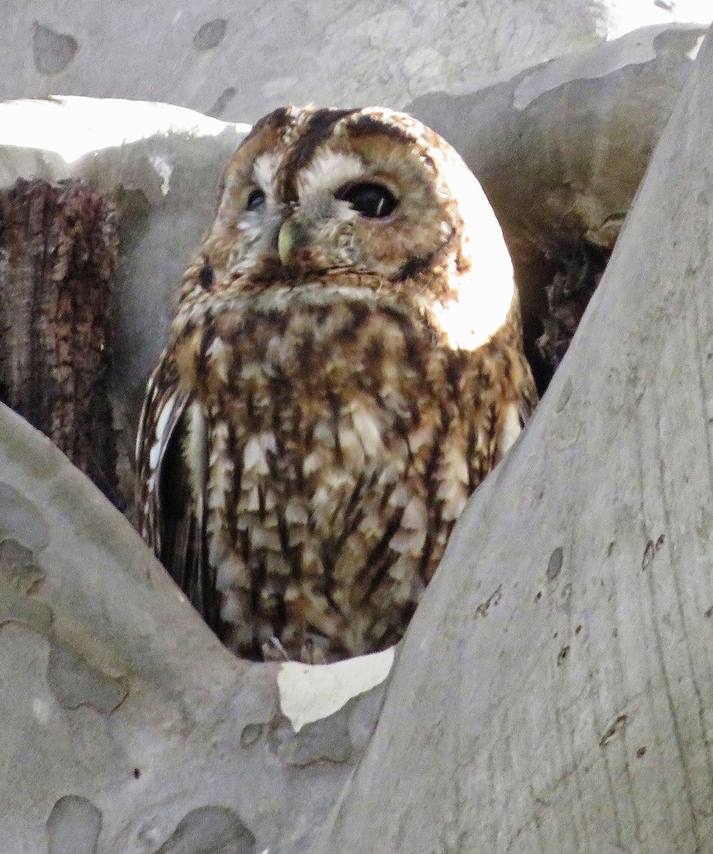 Chouette hulotte - ML644523972