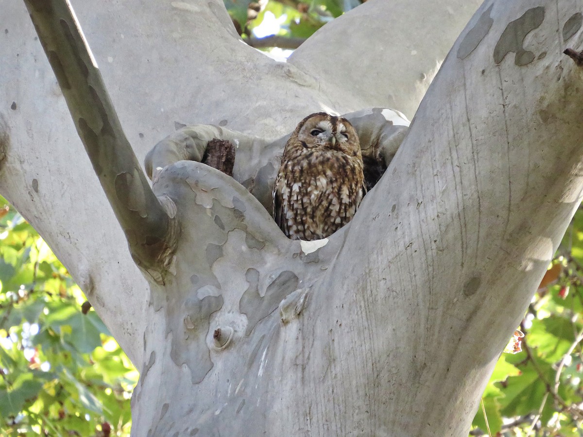 Chouette hulotte - ML644523974