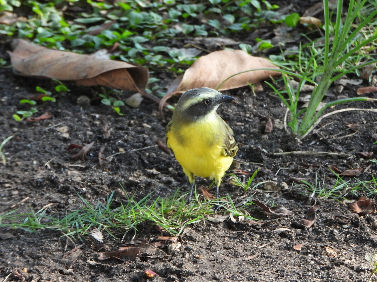 Social Flycatcher - ML644523975