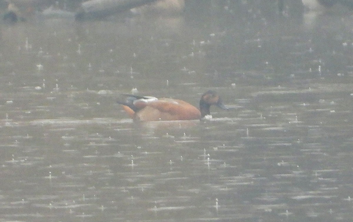 Ruddy Shelduck - ML644523983