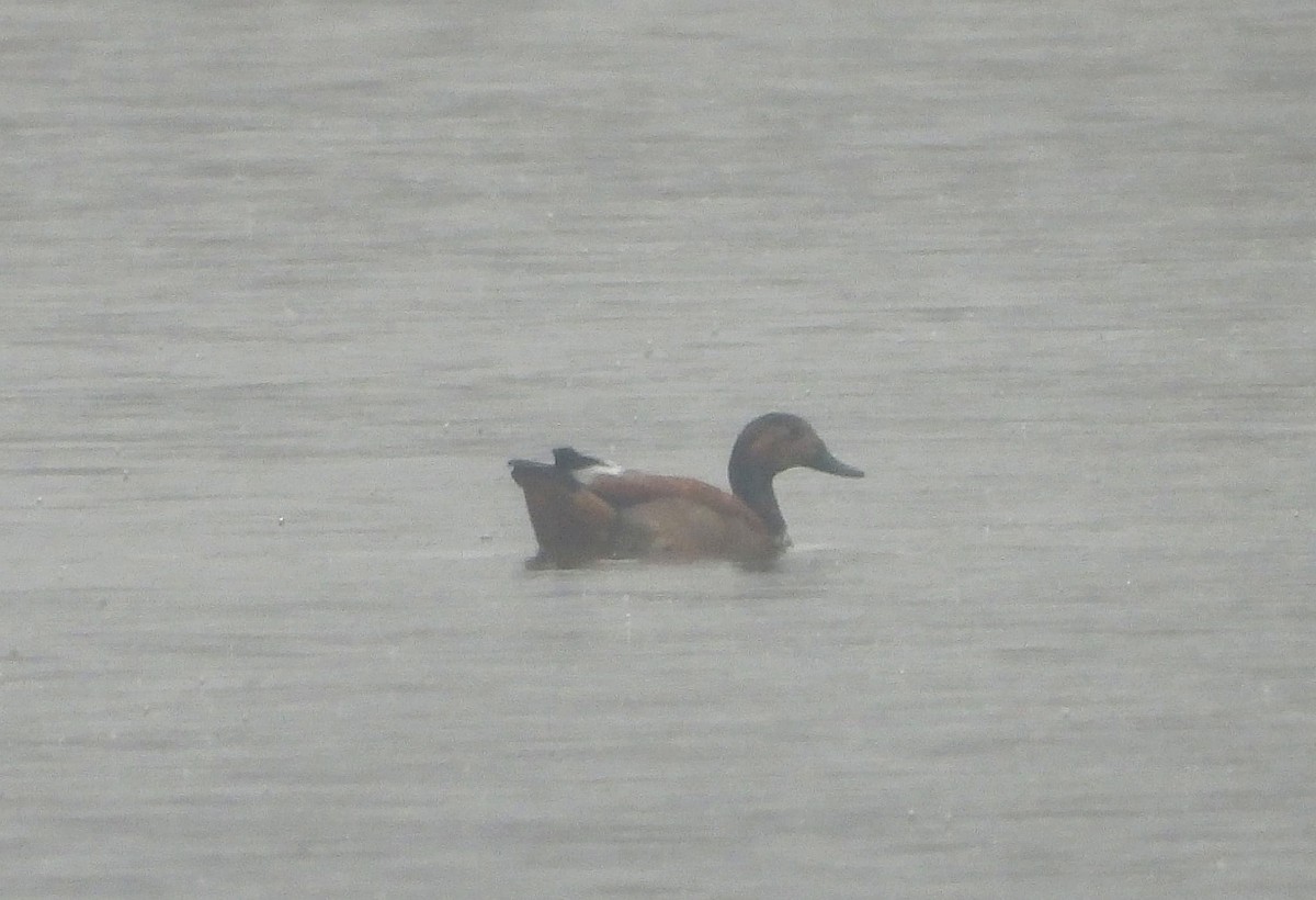 Ruddy Shelduck - ML644523984