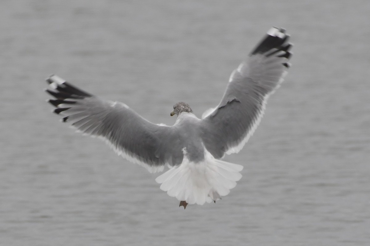 California Gull - ML644523988