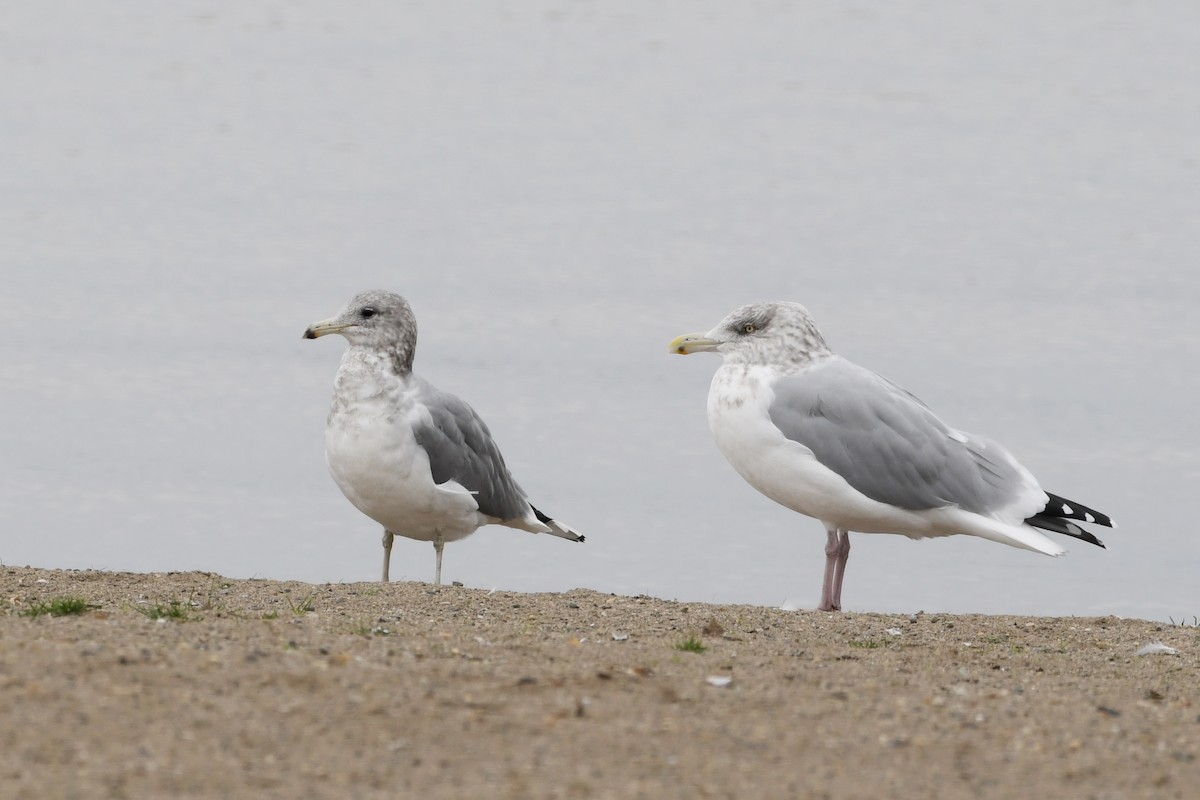 California Gull - ML644523989
