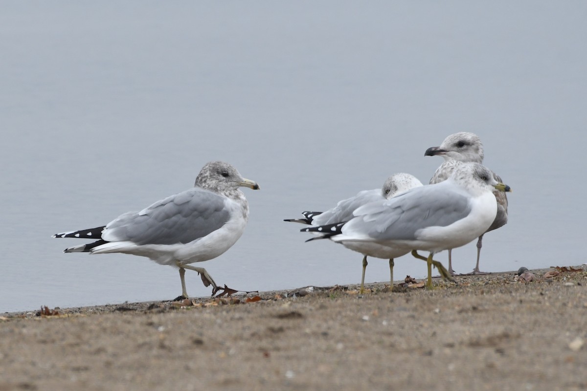 California Gull - ML644523990