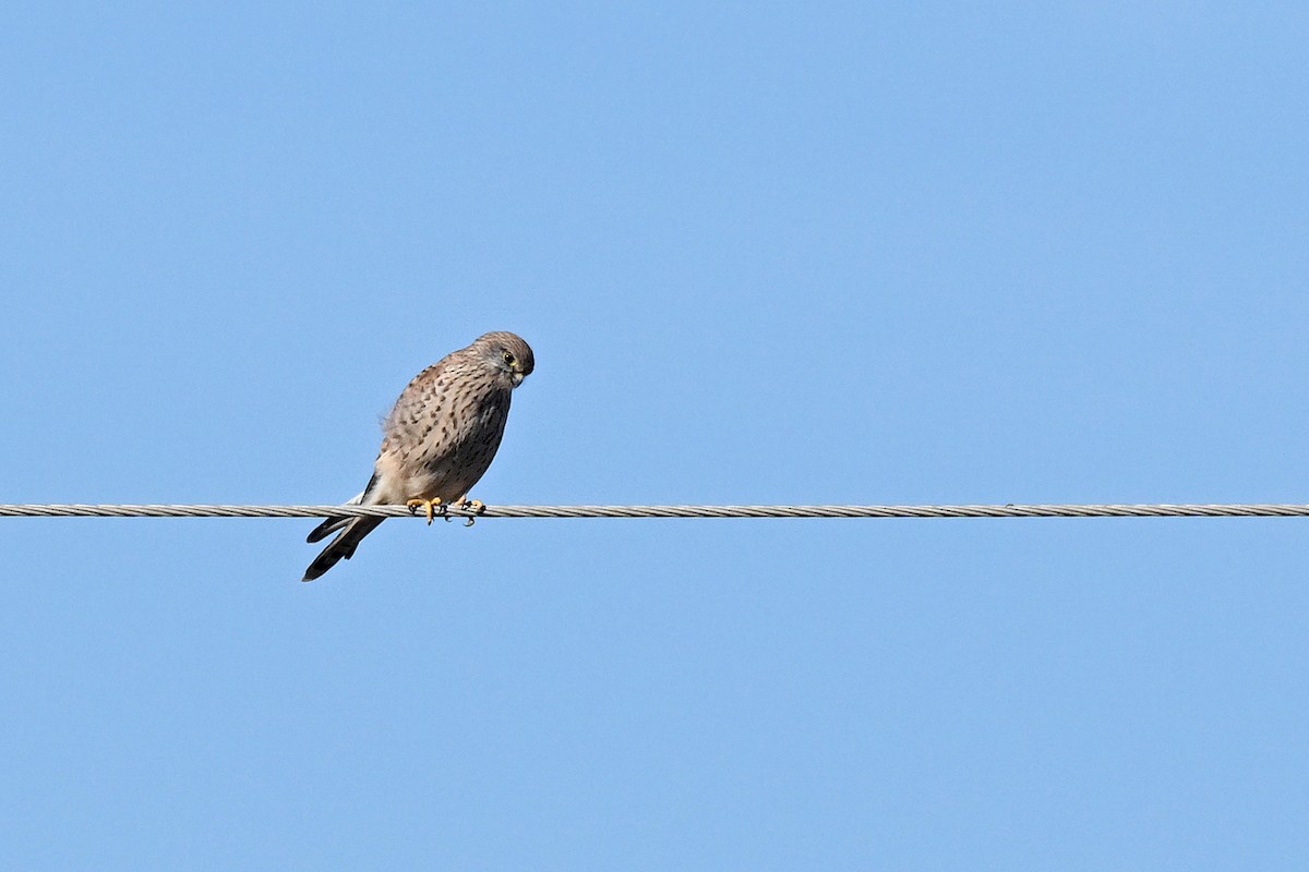 Пустельга - ML644523991