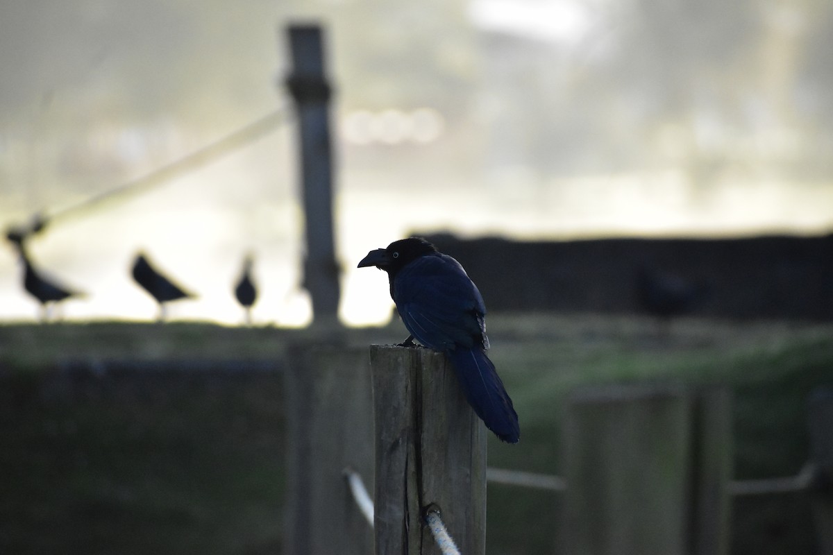 Ani des palétuviers - ML644523992