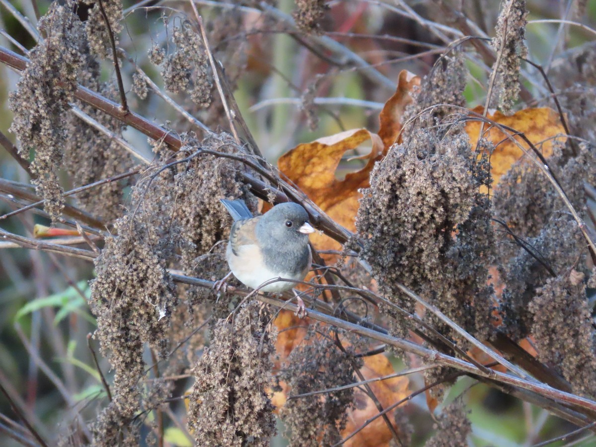 Dark-eyed Junco - ML644524001