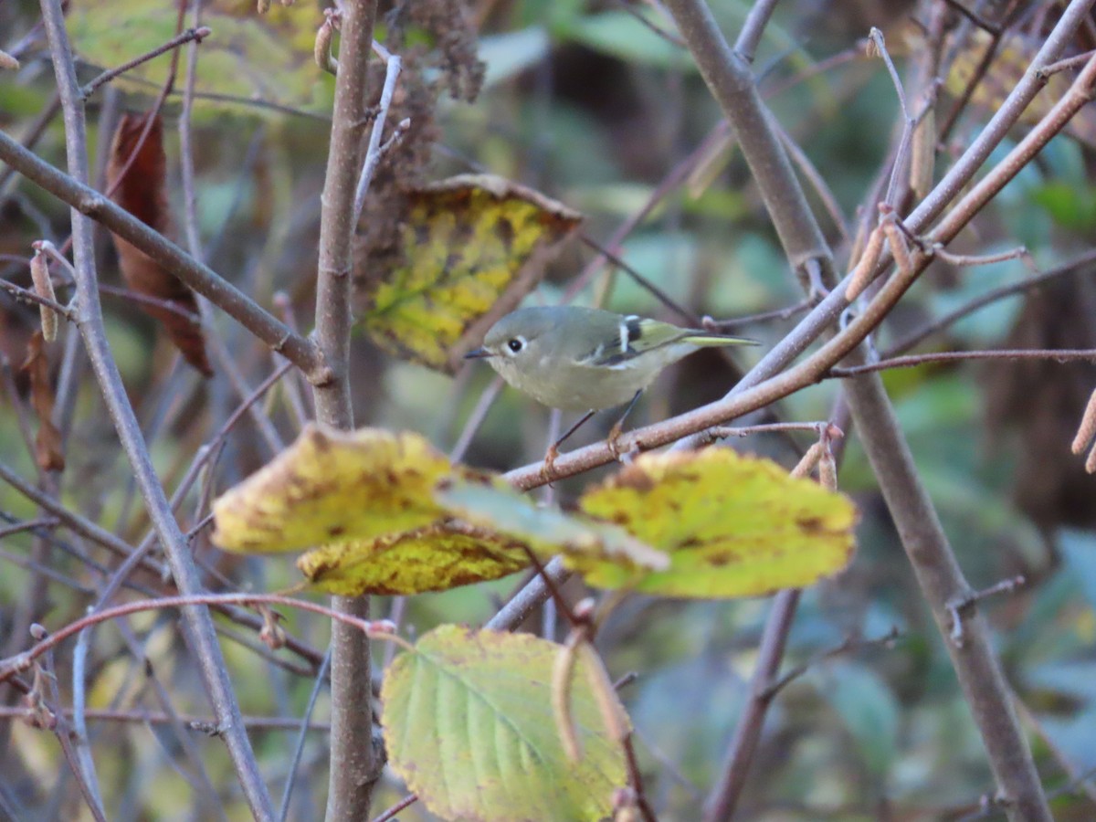 rubinfuglekonge - ML644524008