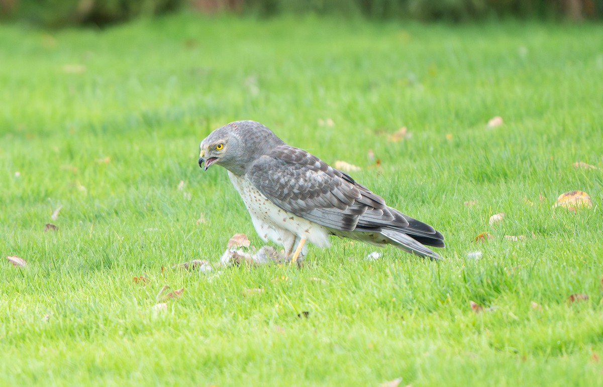 Northern Harrier - ML644524009