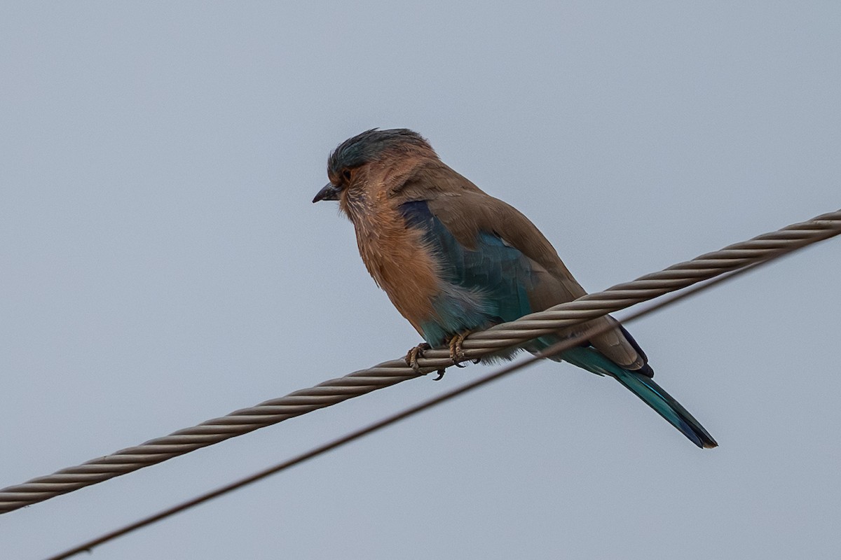 Rollier indien - ML644524010