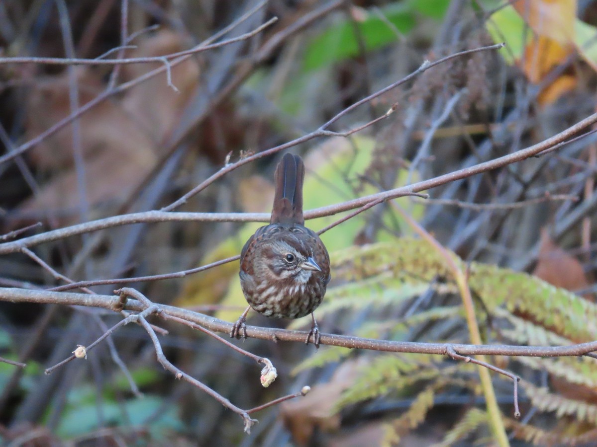 Song Sparrow - ML644524023