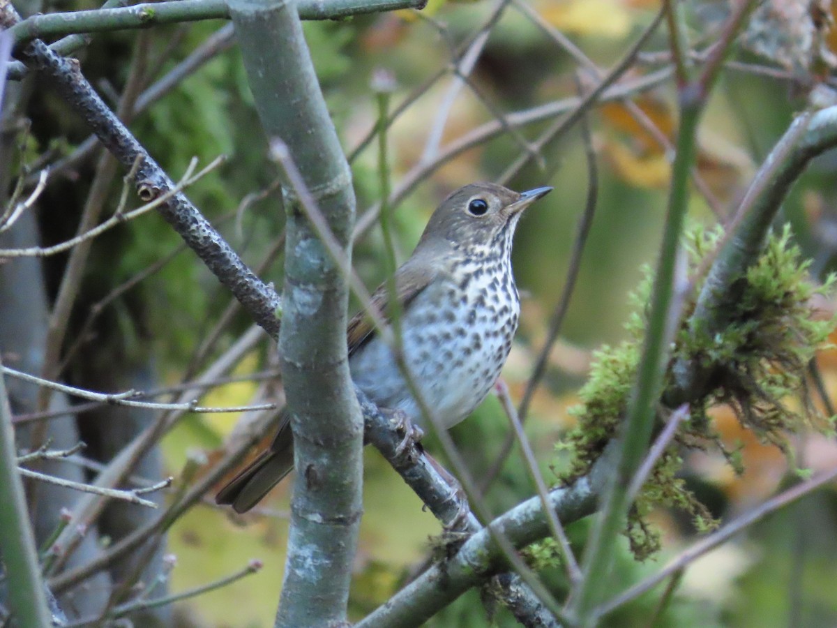 Hermit Thrush - ML644524026