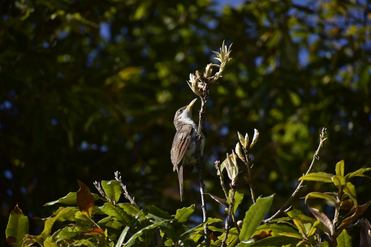 Yellow-billed Cuckoo - ML644524030