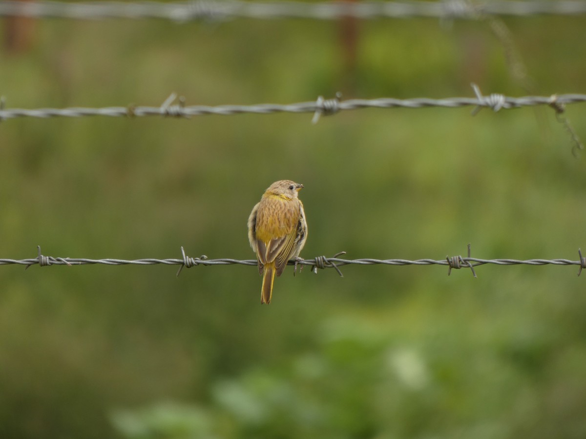Saffron Finch - ML644524031