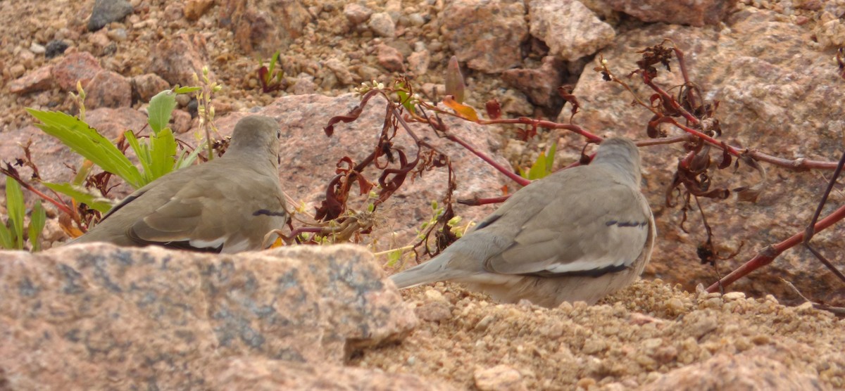 Picui Ground Dove - ML644524032