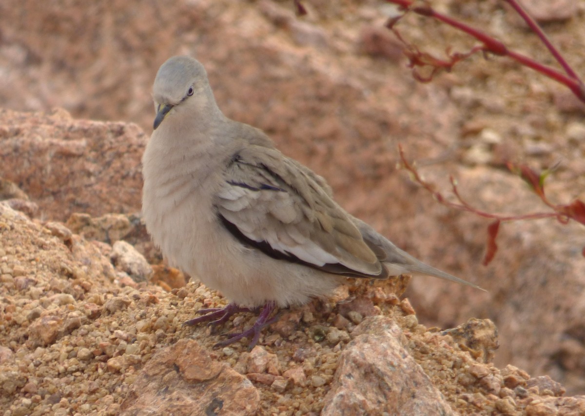 Picui Ground Dove - ML644524033