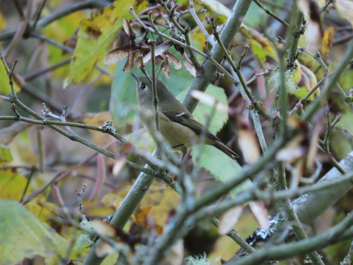 rubinfuglekonge - ML644524035