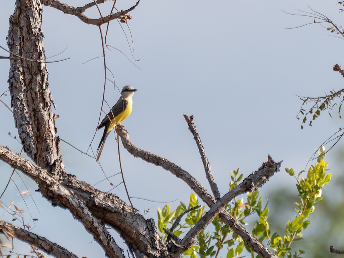 White-throated Kingbird - ML644524049