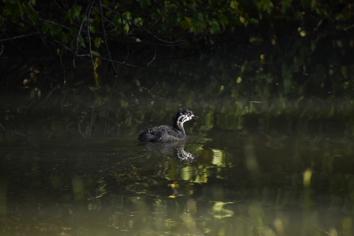 Pied-billed Grebe - ML644524055