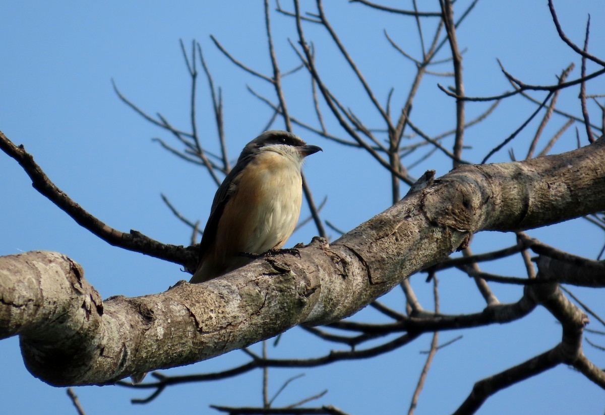 Gray-backed Shrike - ML644524062