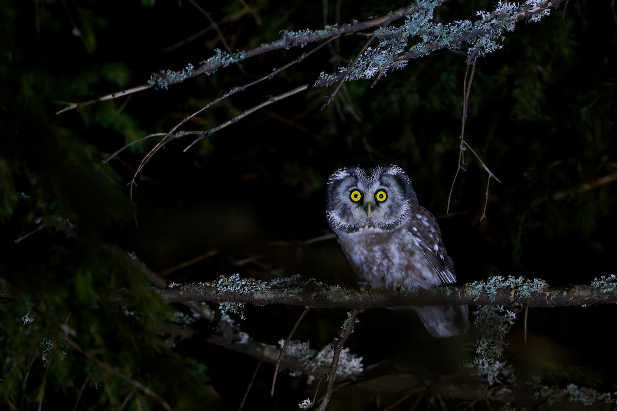 Boreal Owl - ML644524063