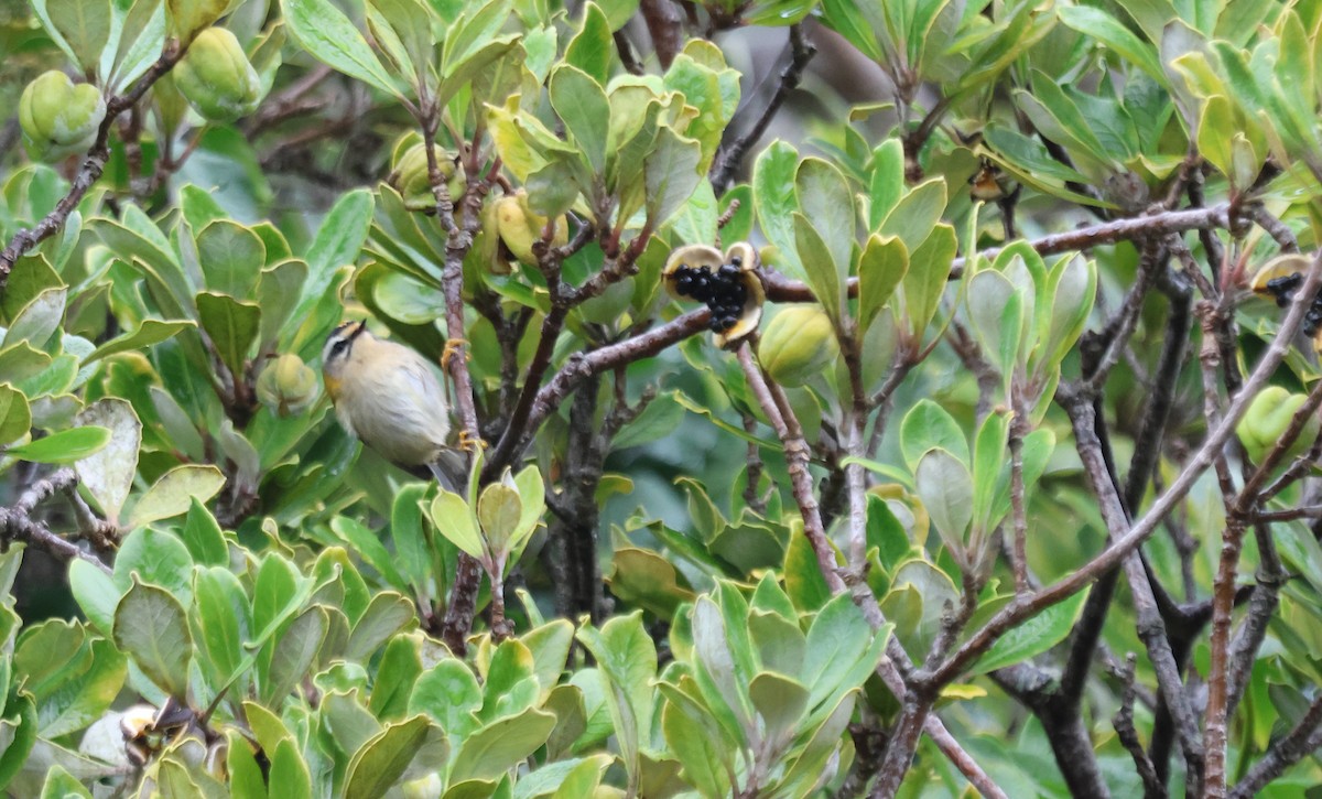 Common Firecrest - ML644524066