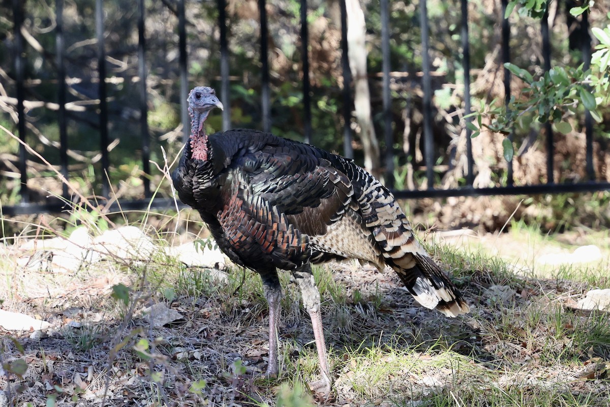 krocan divoký - ML644524069