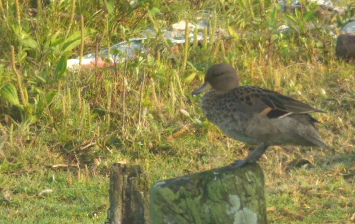 Желтоклювый чирок - ML644524072