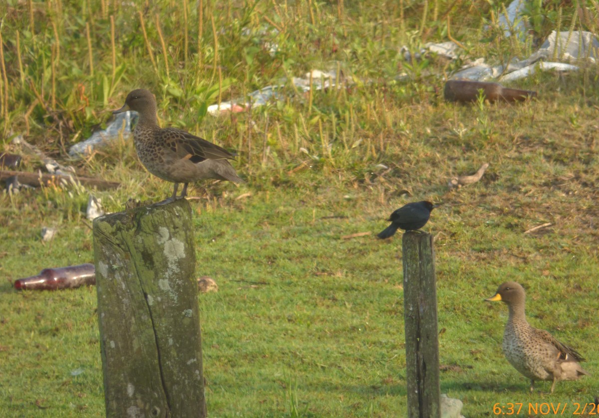 Желтоклювый чирок - ML644524073