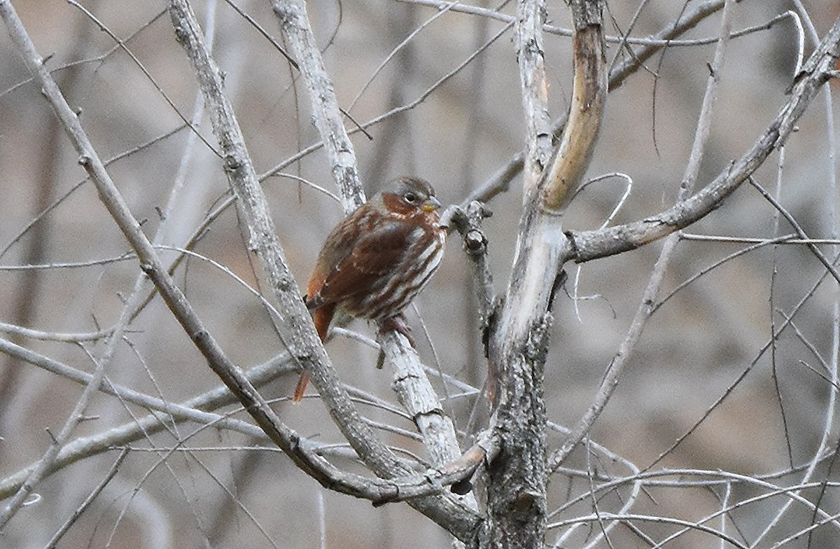 Bruant fauve (iliaca/zaboria) - ML644524075