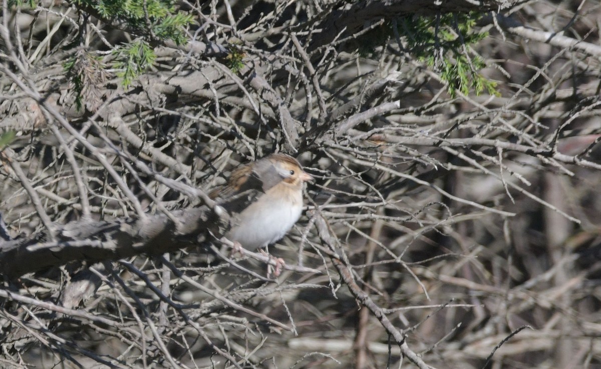Clay-colored Sparrow - Janette Vohs