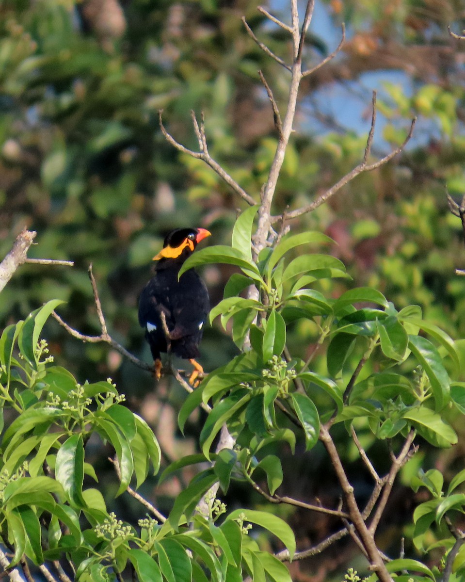 Common Hill Myna - ML644524079