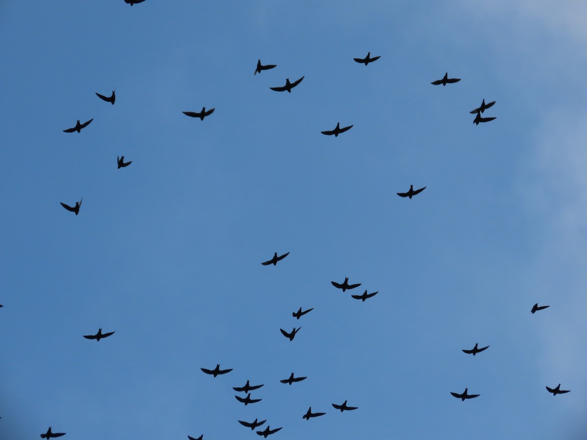 White-collared Swift - ML644524081