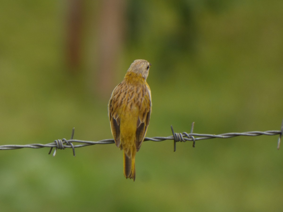 Saffron Finch - ML644524083