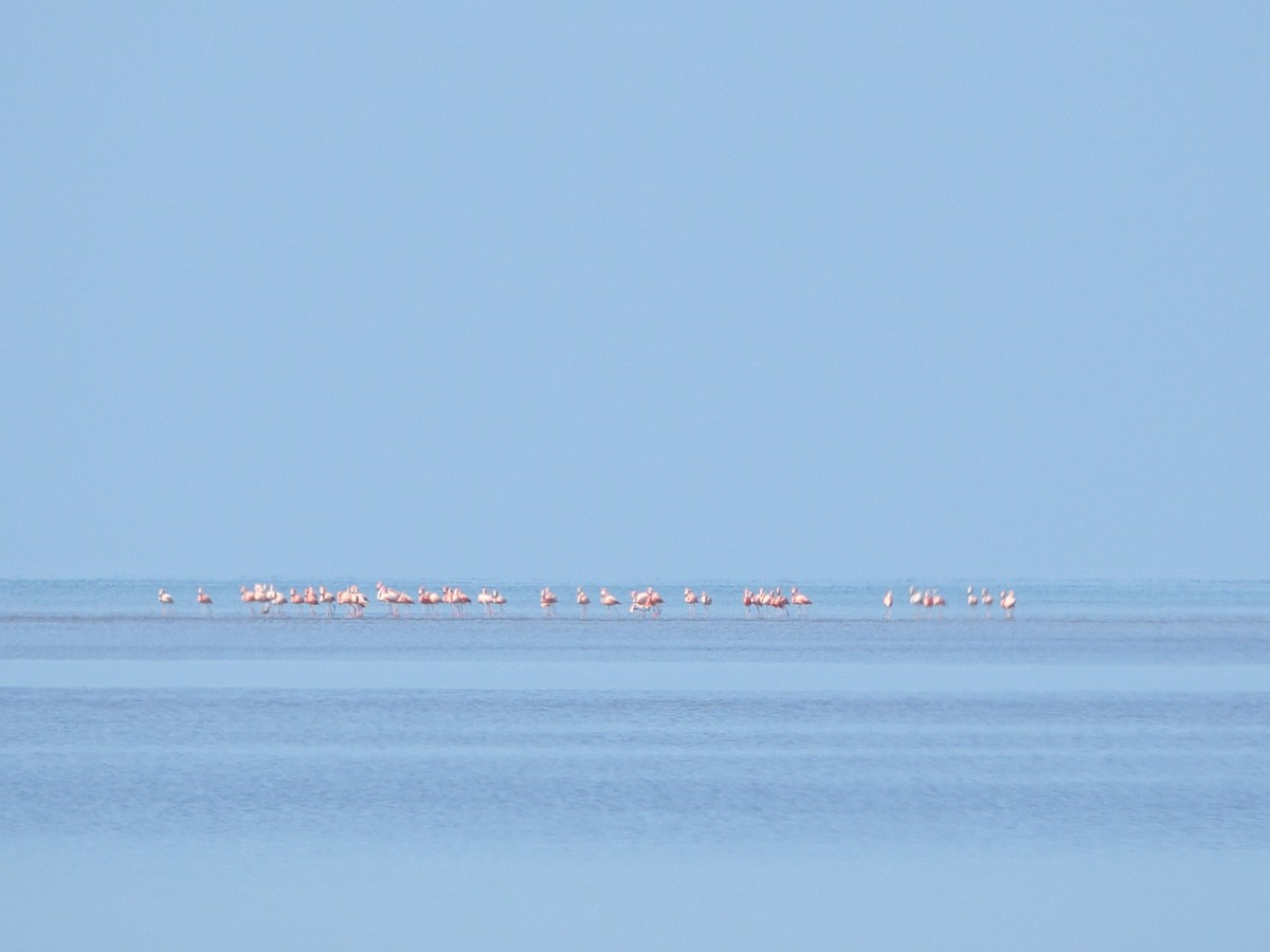 American Flamingo - ML644524096