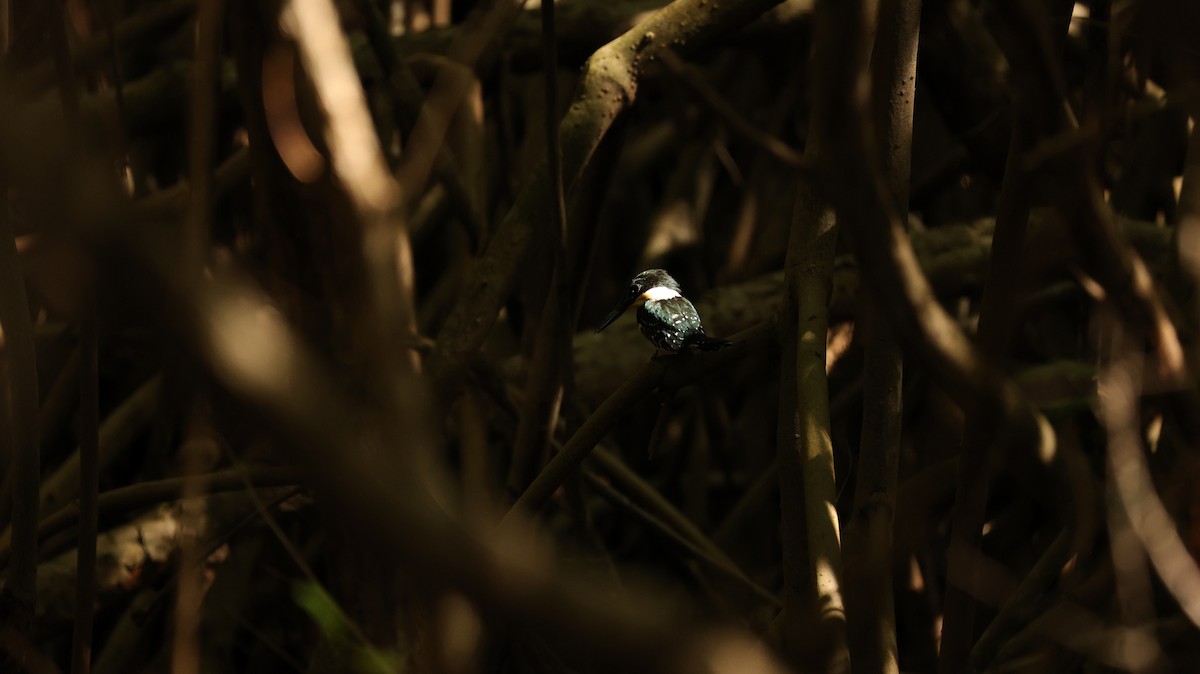 Green Kingfisher - ML644524101