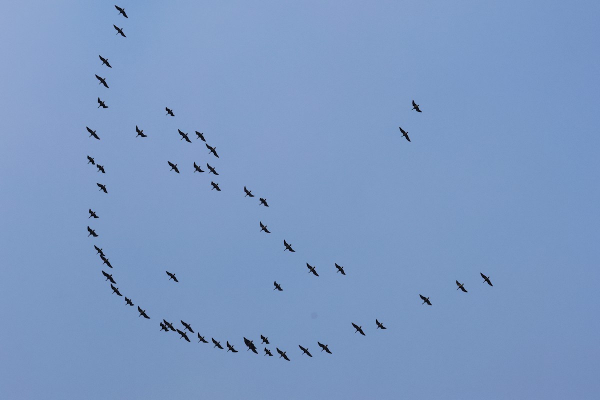 Pink-footed Goose - ML644524106