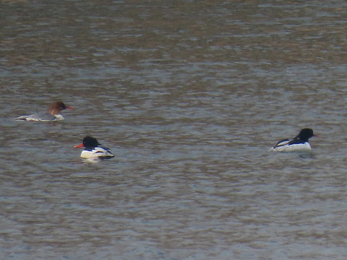 Scaly-sided Merganser - ML644524108