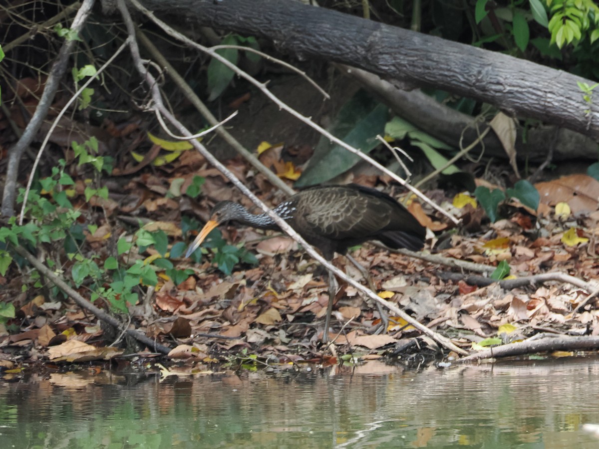 Limpkin - ML644524115