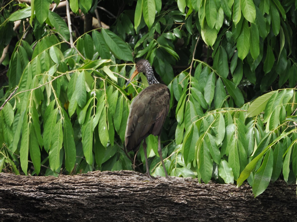 Limpkin - ML644524116