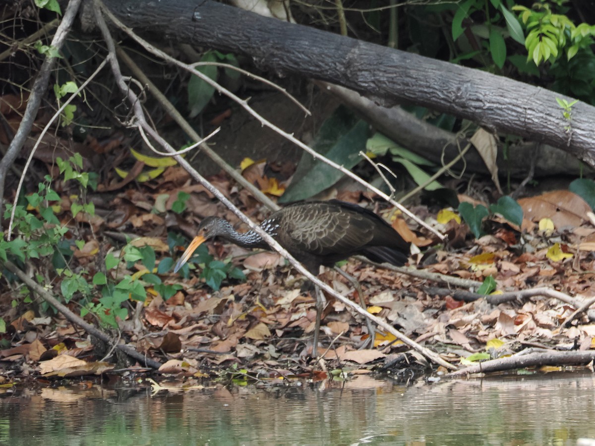 Limpkin - ML644524117