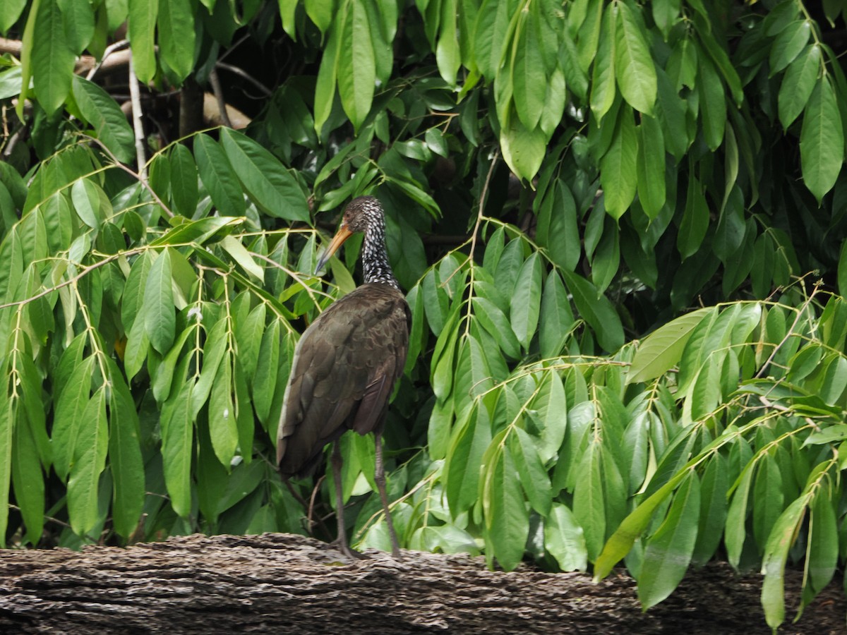 Limpkin - ML644524119