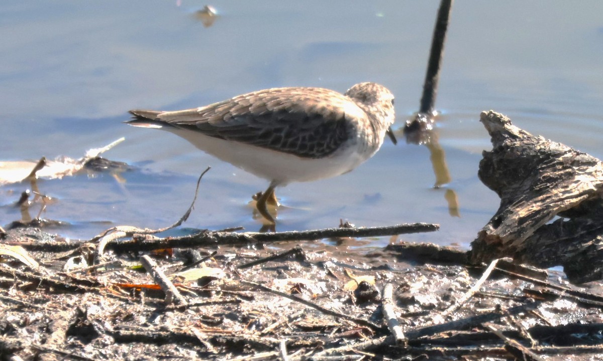 Least Sandpiper - ML644524120