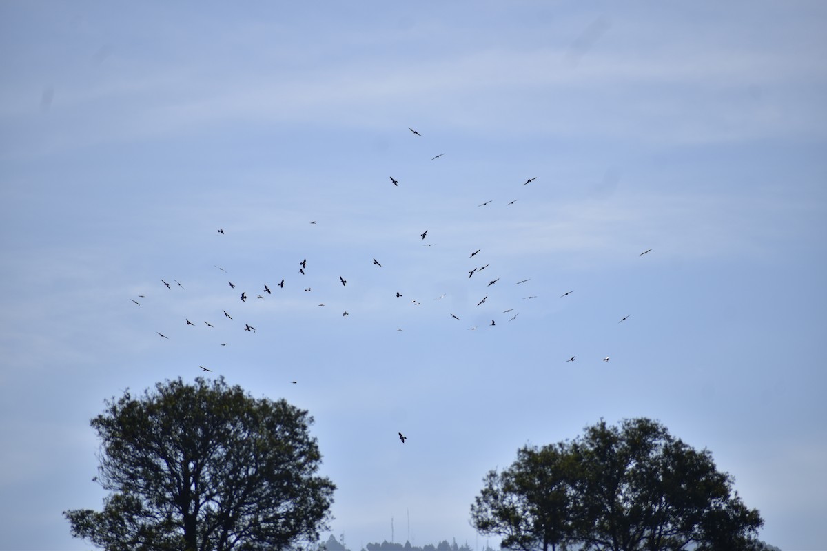 Busardo Aliancho - ML644524125