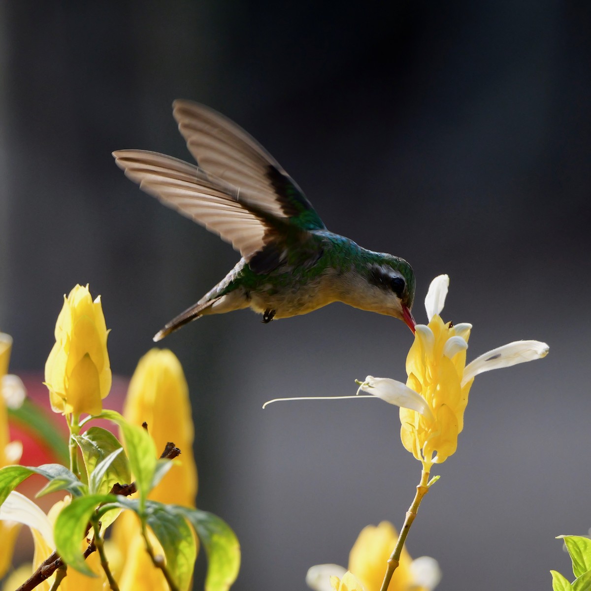 glansbuksmaragd - ML644524130