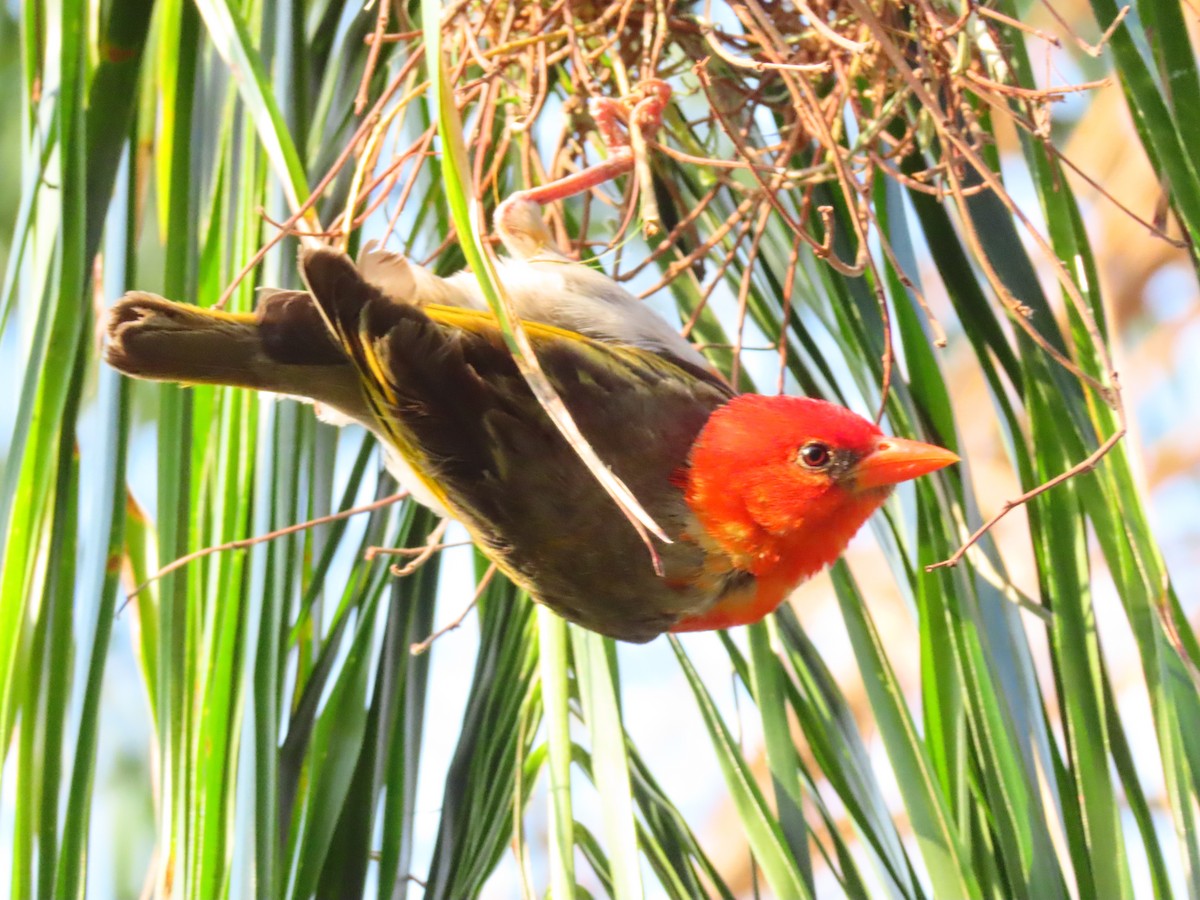 Red-headed Weaver - ML644524143