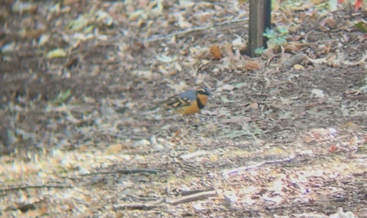 Varied Thrush - ML644524144