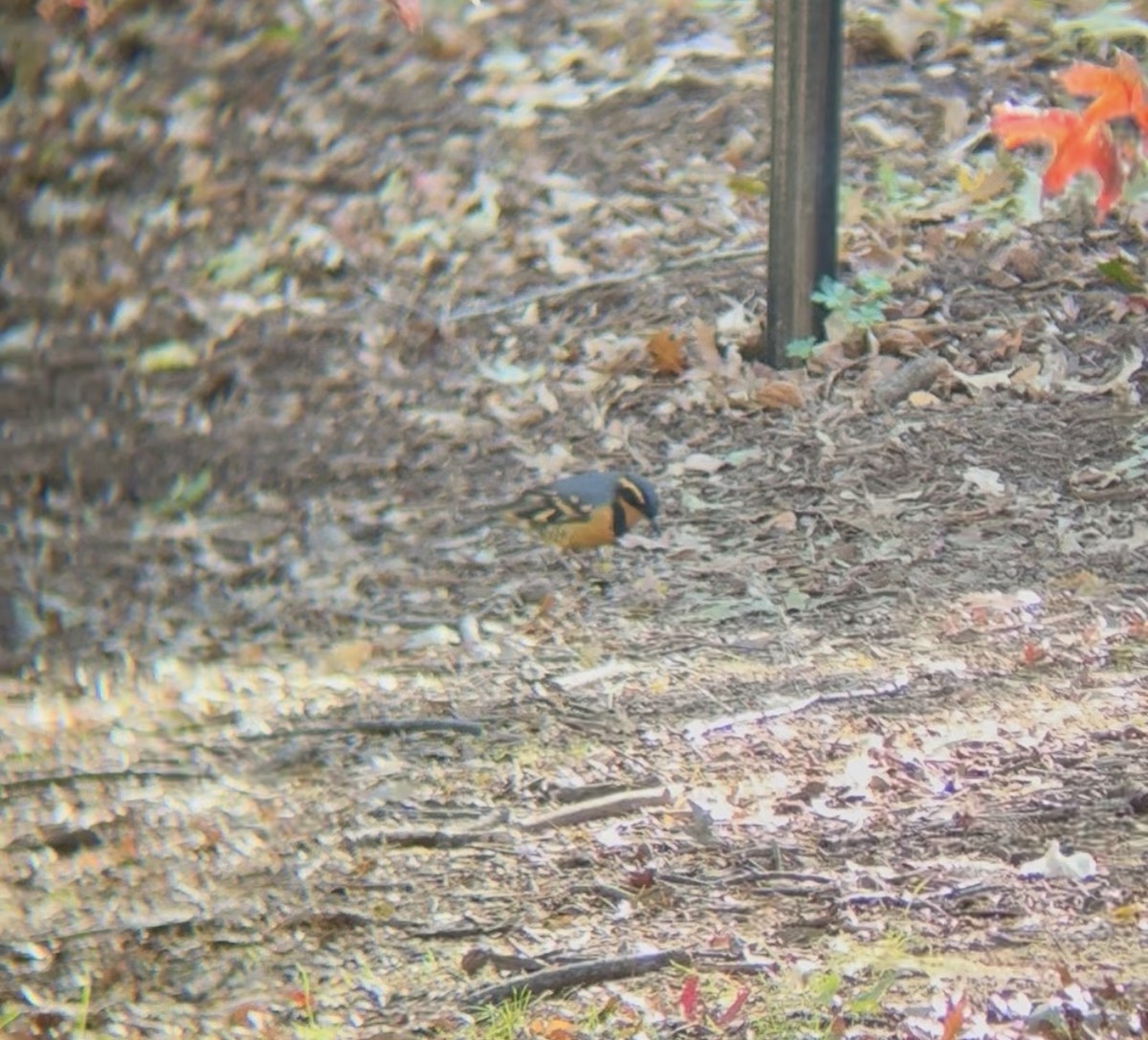 Varied Thrush - ML644524145