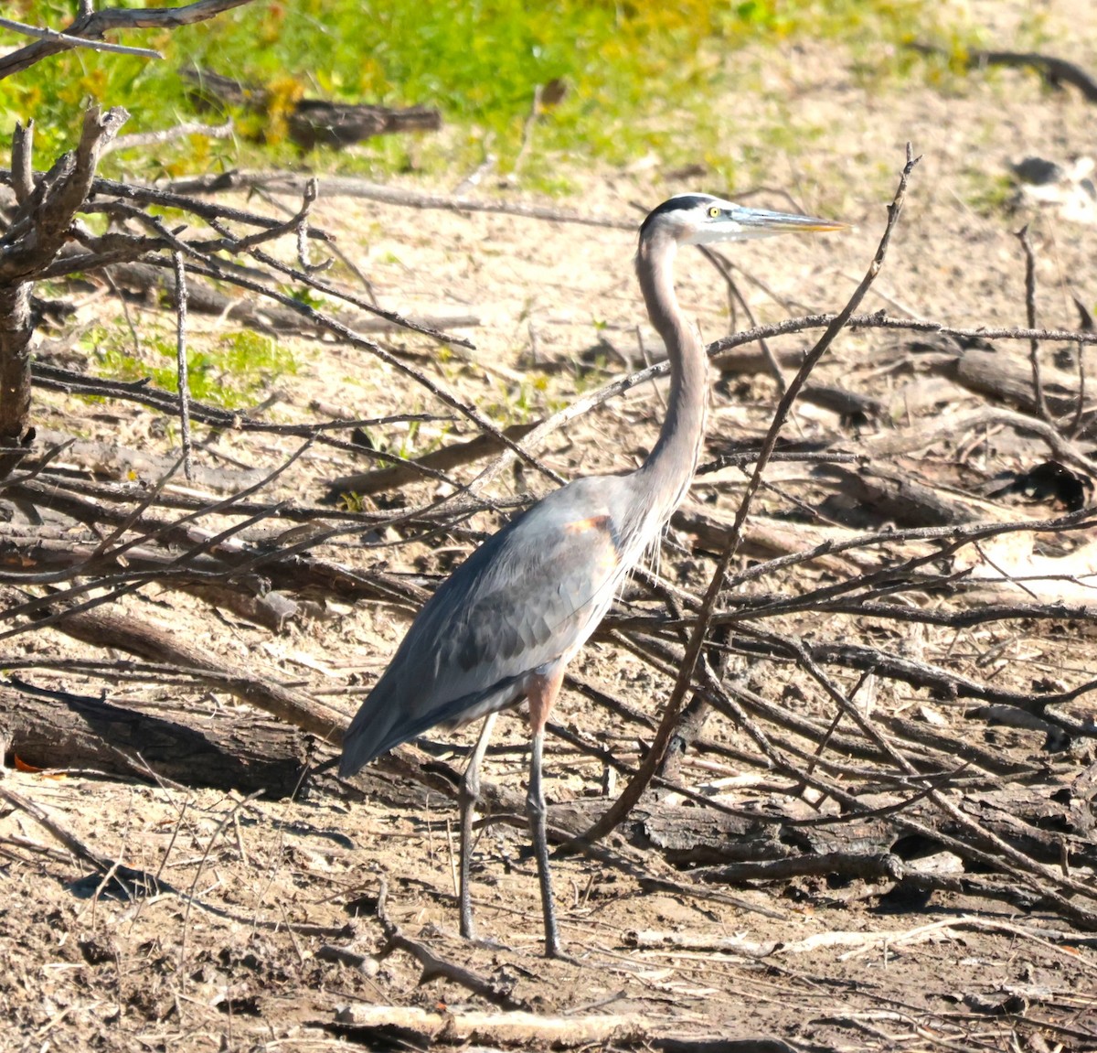 Grand Héron - ML644524160