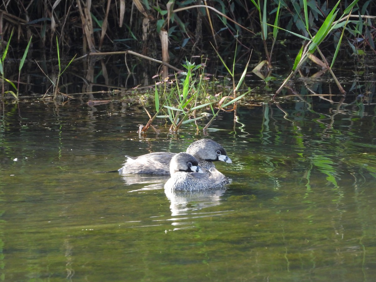 Pied-billed Grebe - ML644524162